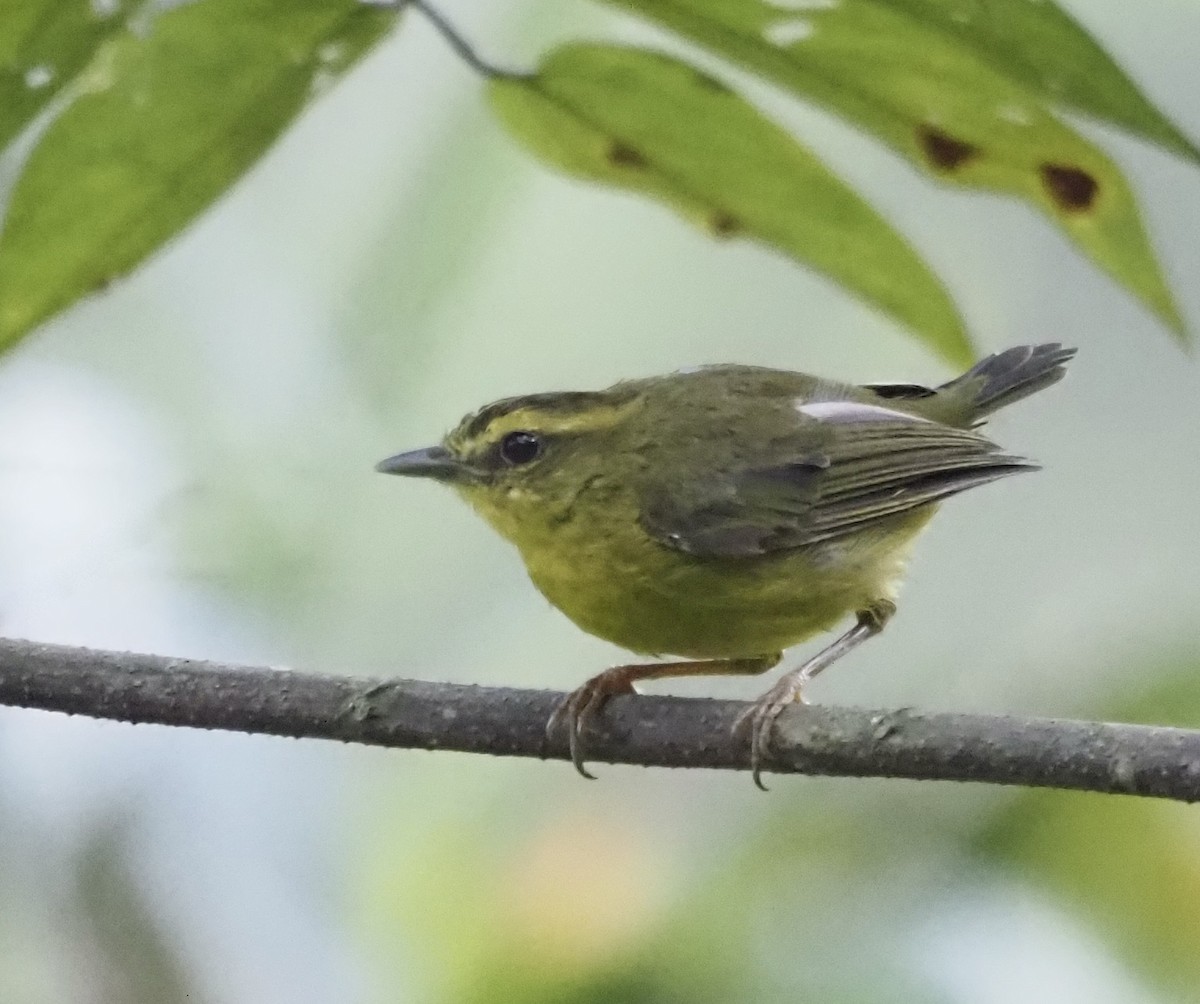 inkaparula - ML631862404