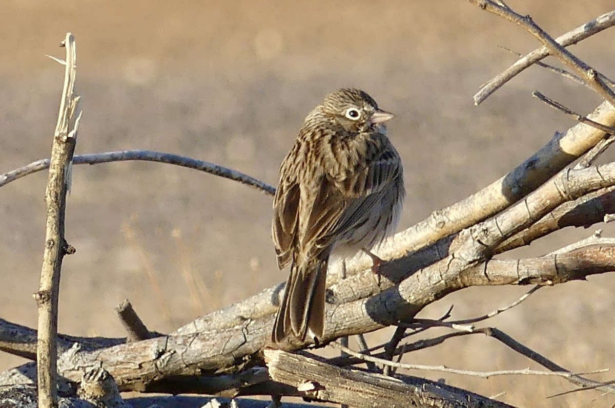 Vesper Sparrow - ML631862430
