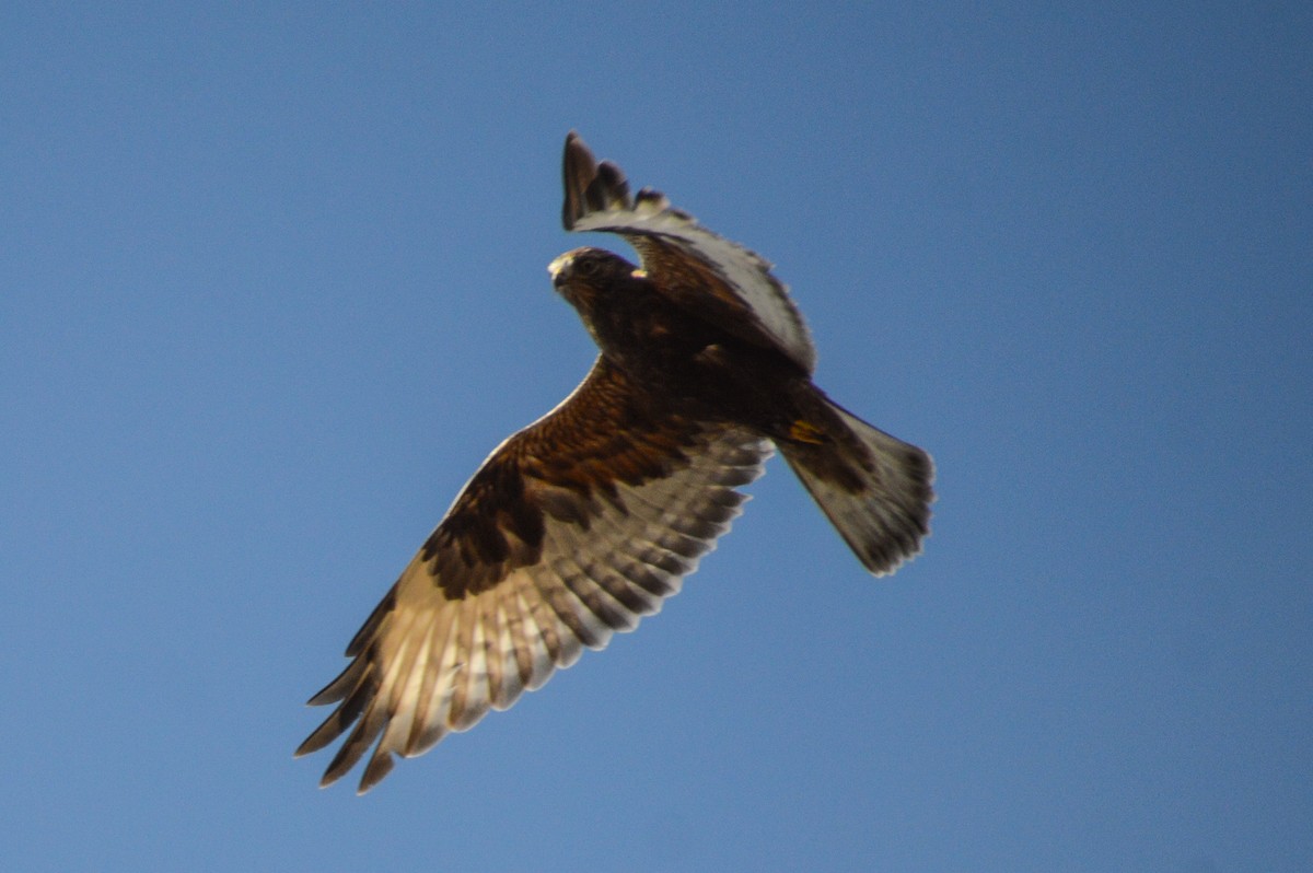 Rough-legged Hawk - ML631862436