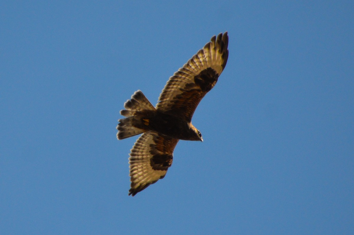 Rough-legged Hawk - ML631862442
