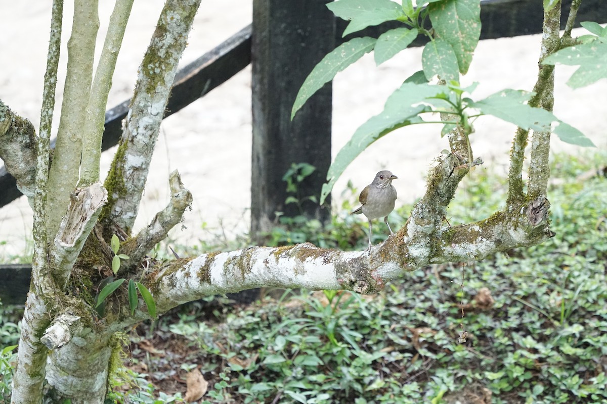 Pale-breasted Thrush - ML631862496