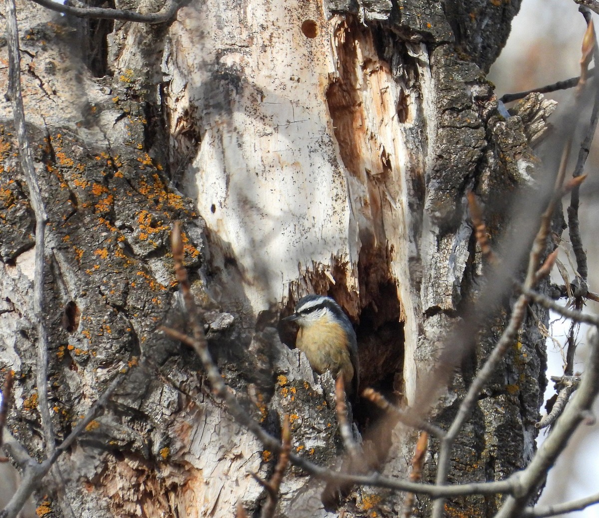 Red-breasted Nuthatch - ML631862537