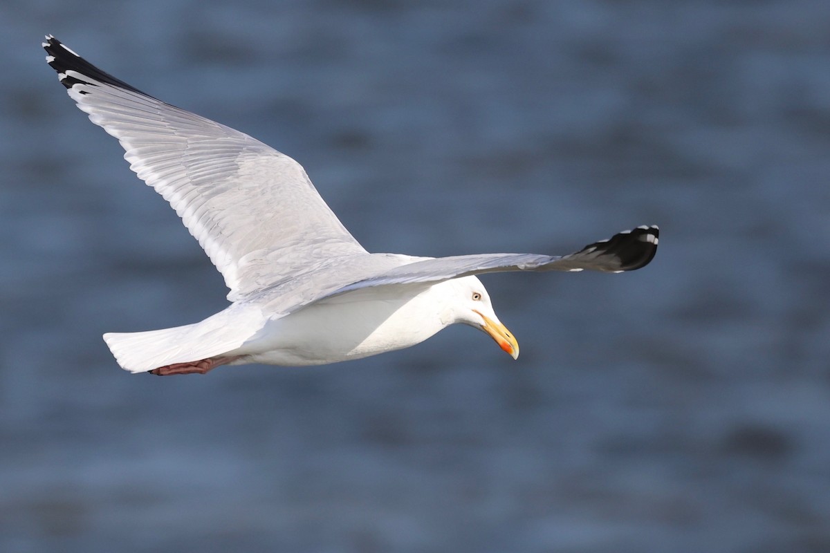 European Herring Gull - ML631862697