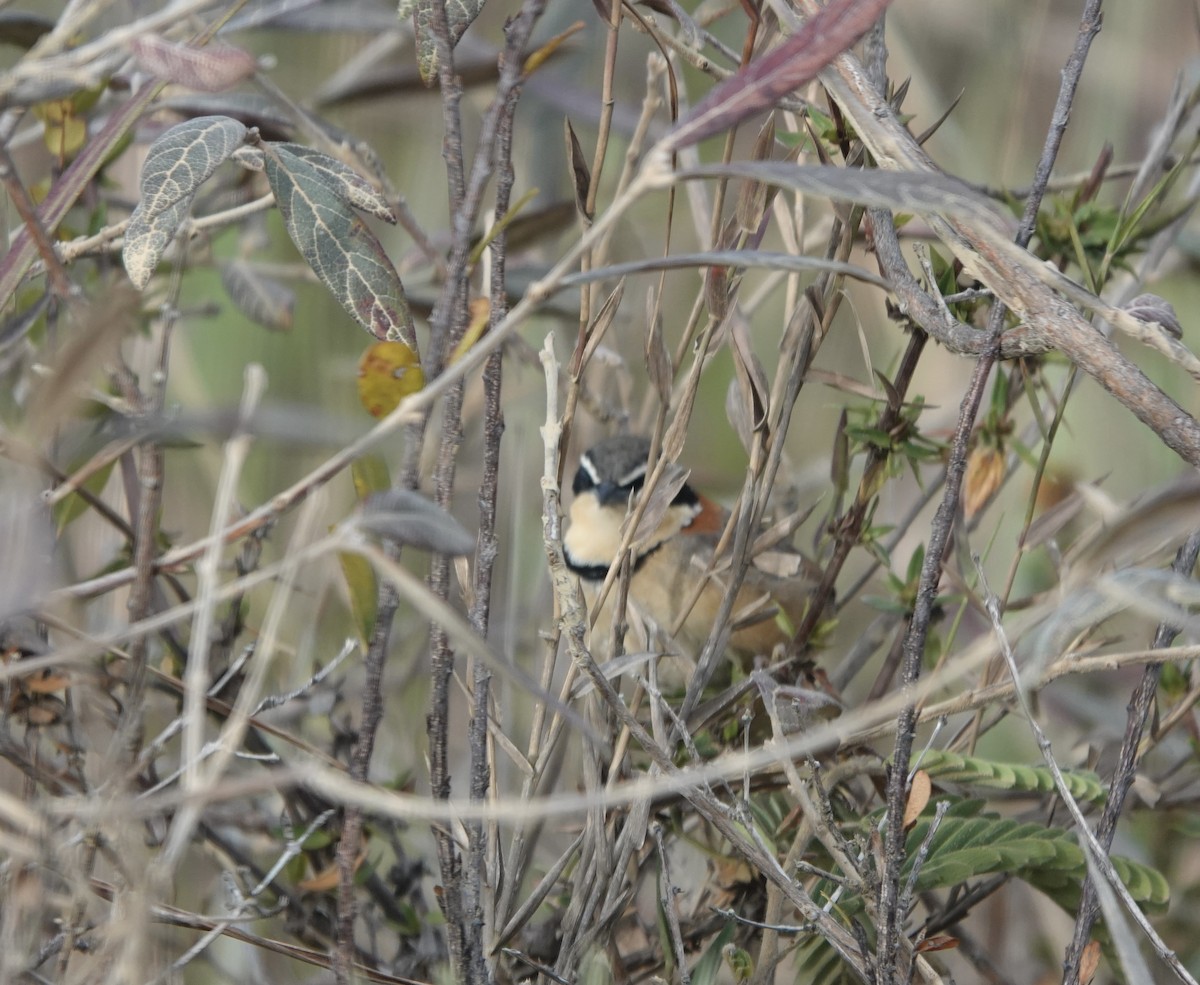 Collared Crescentchest - ML631862706