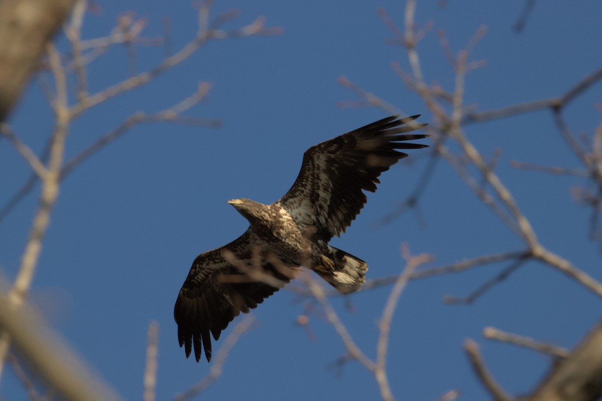 Bald Eagle - ML631862827