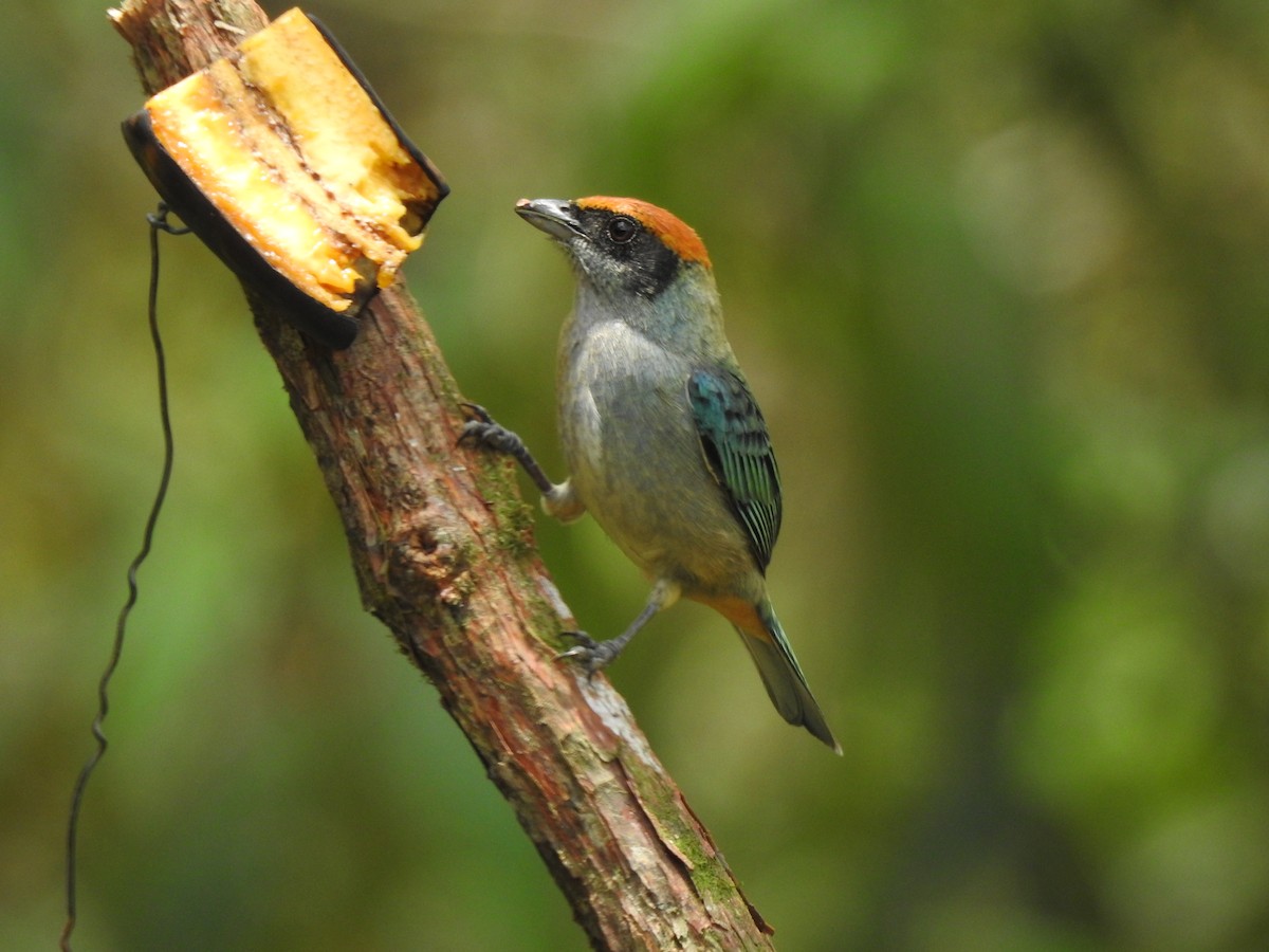 Scrub Tanager - ML631862840