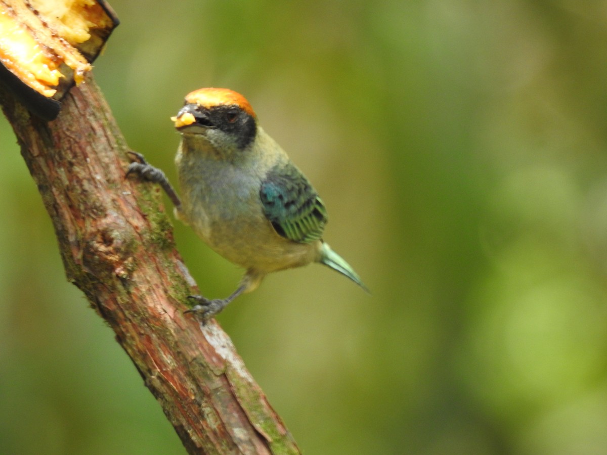 Scrub Tanager - ML631862841