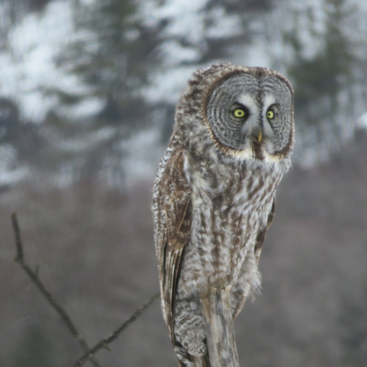 Great Gray Owl - ML631862912