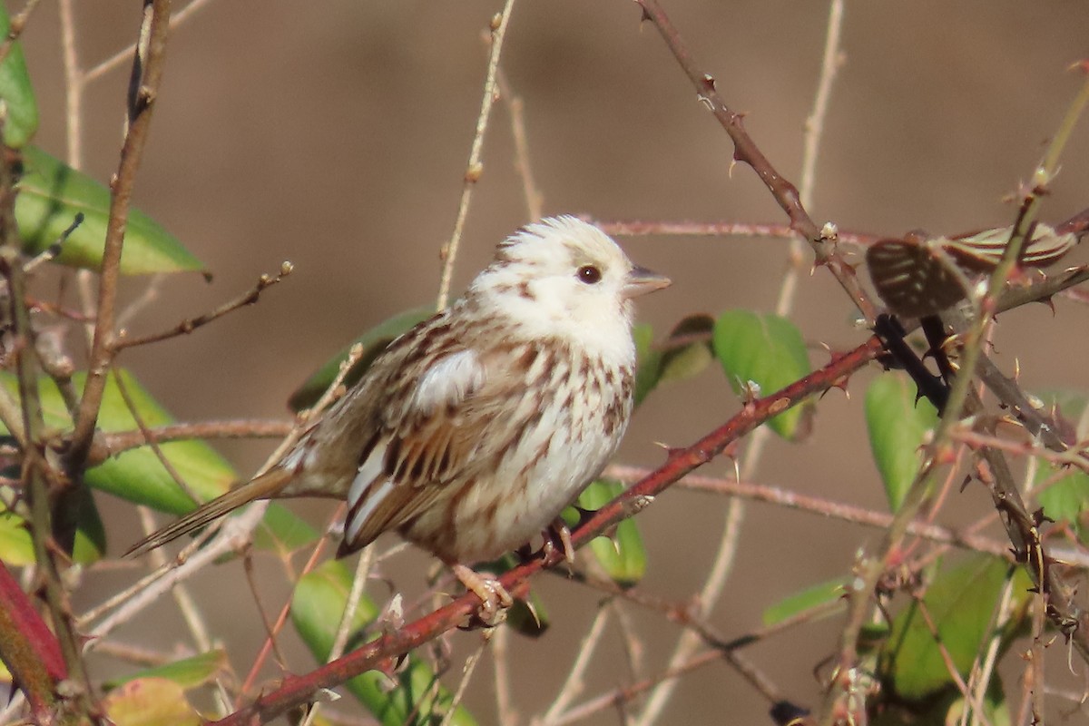Song Sparrow - ML631862914