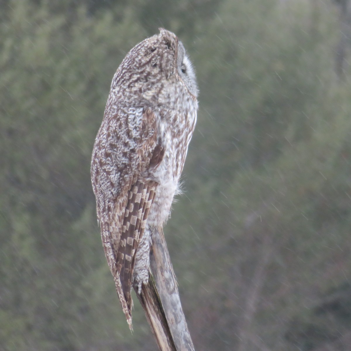 Great Gray Owl - ML631862920