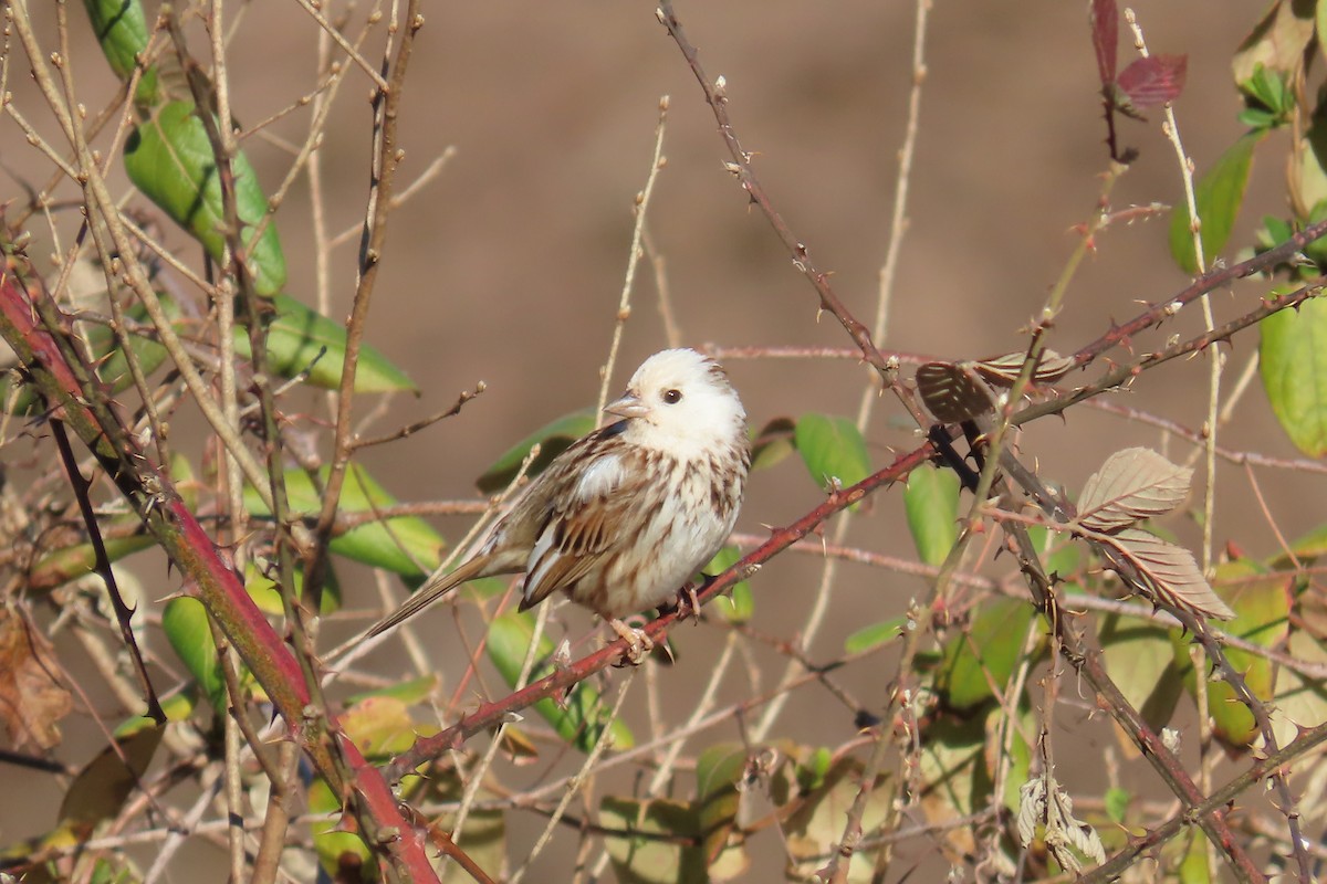 Song Sparrow - ML631862921