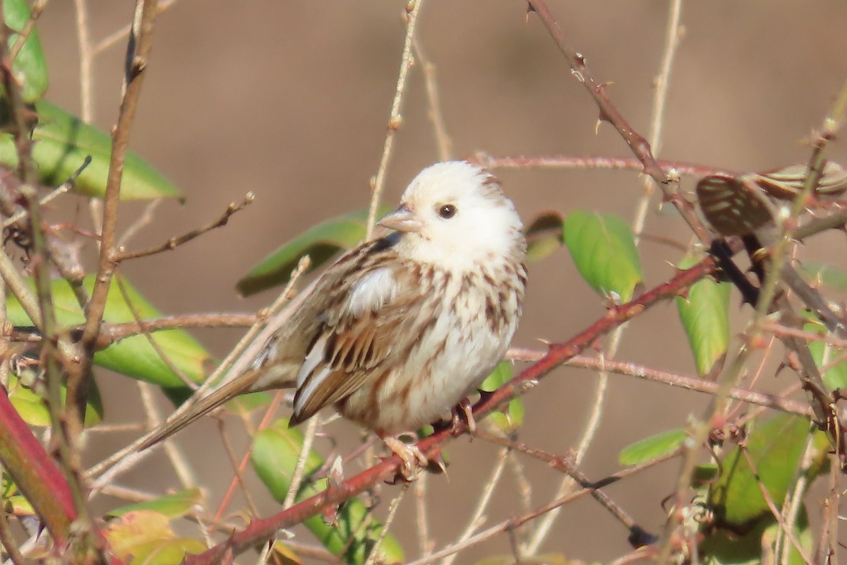Song Sparrow - ML631862933
