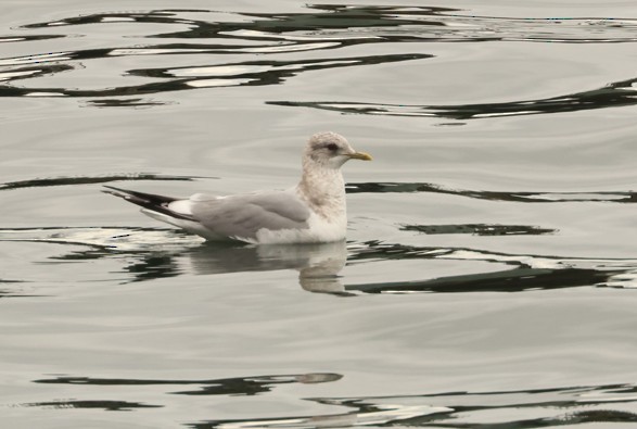 Short-billed Gull - ML631862971