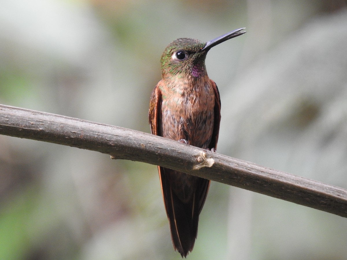 Fawn-breasted Brilliant - ML631862975
