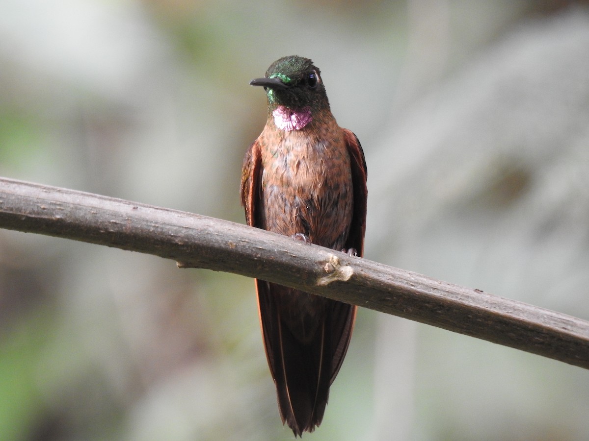 Fawn-breasted Brilliant - ML631862976