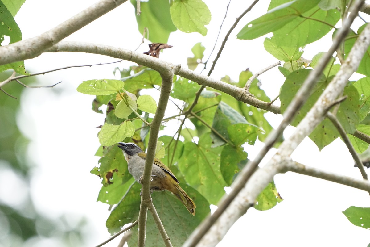 Buff-throated Saltator - ML631863080