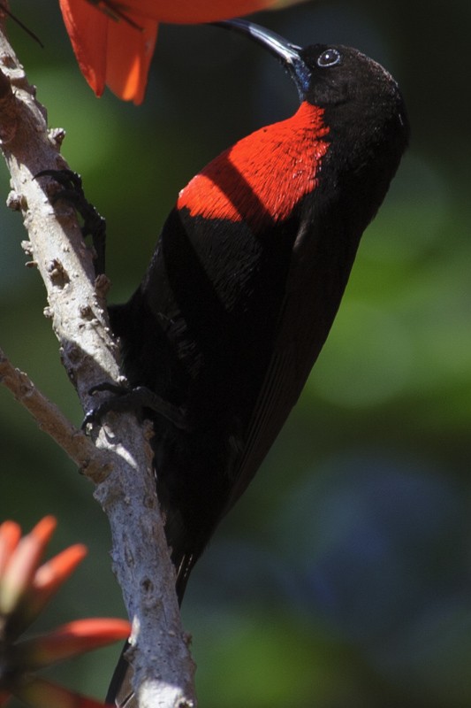 Scarlet-chested Sunbird - ML631863108