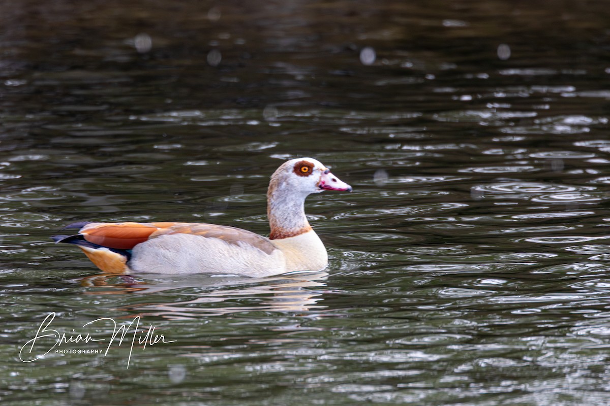 Egyptian Goose - ML631863156