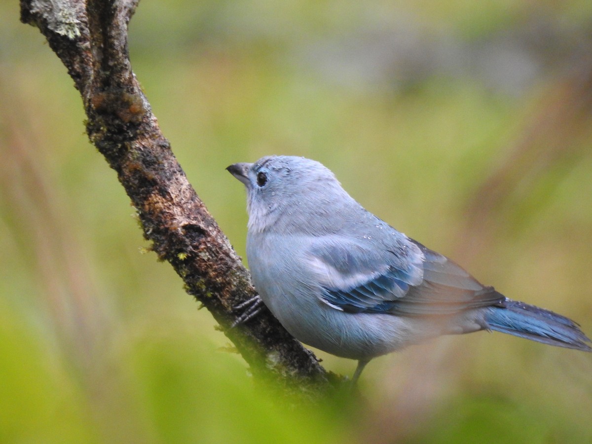 Blue-gray Tanager (Blue-gray) - ML631863163