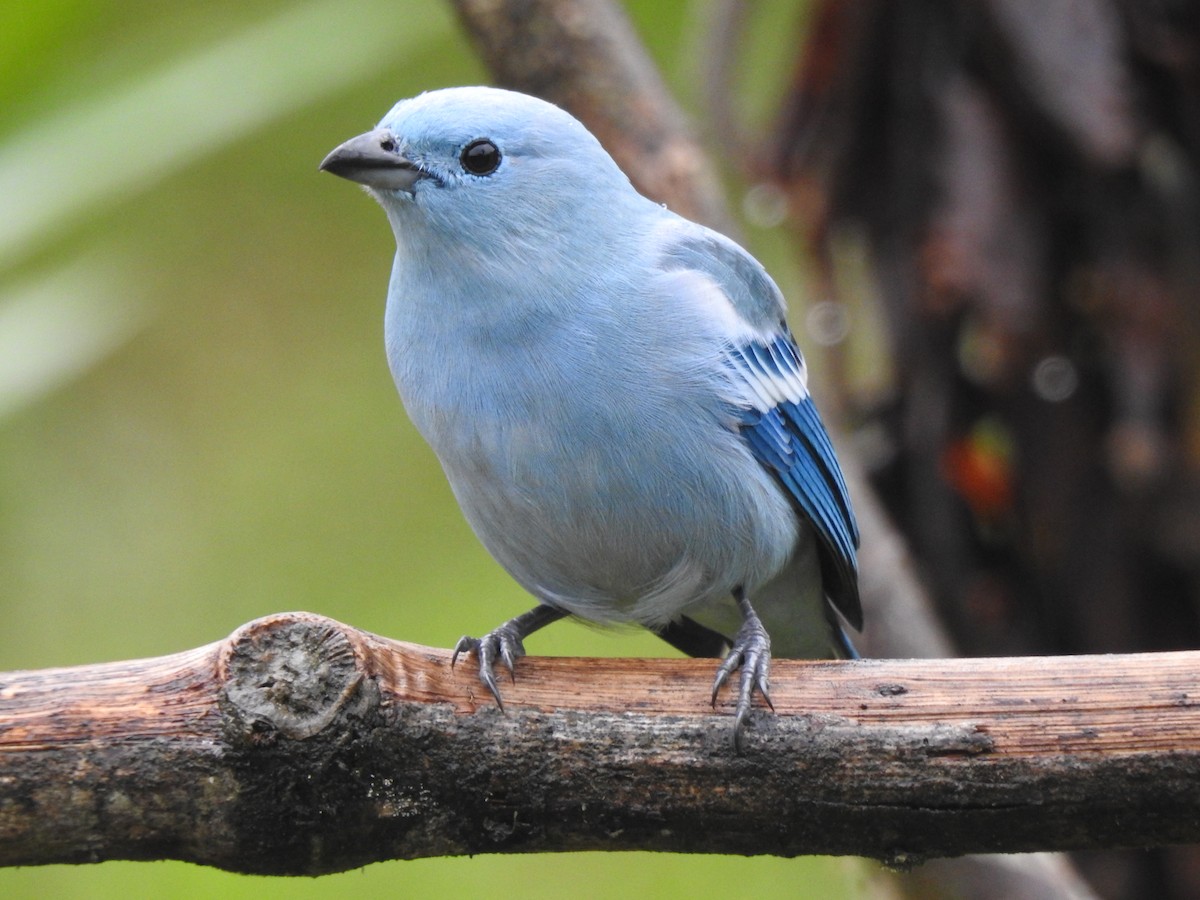 Blue-gray Tanager (Blue-gray) - ML631863164