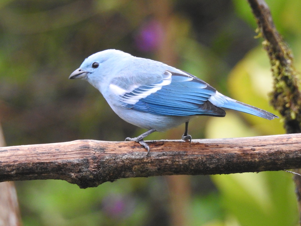 Blue-gray Tanager (Blue-gray) - ML631863165