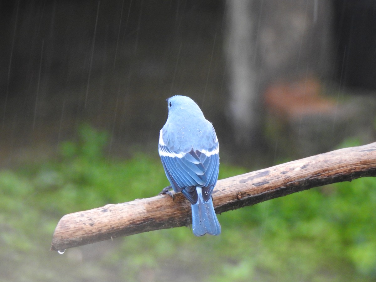 Blue-gray Tanager (Blue-gray) - ML631863166