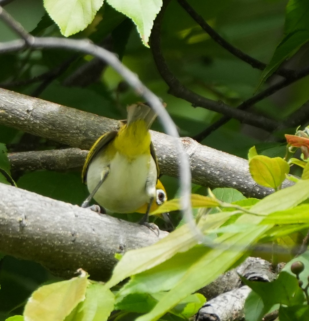 Ashy-bellied White-eye - ML631863284