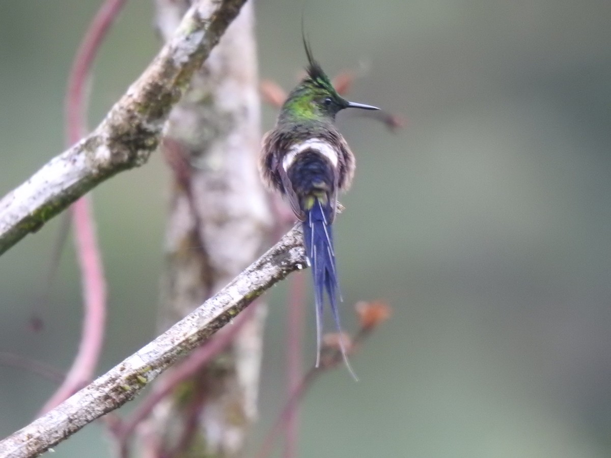 Wire-crested Thorntail - ML631863357