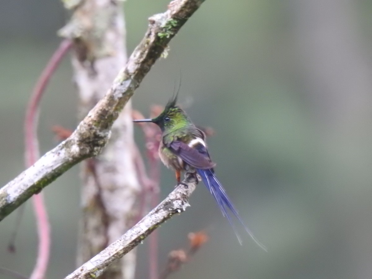 Wire-crested Thorntail - ML631863358