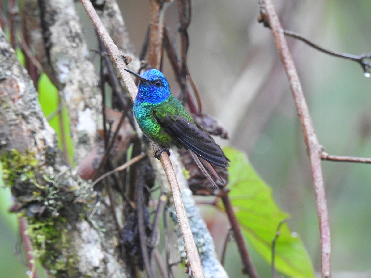 Golden-tailed Sapphire - ML631863463