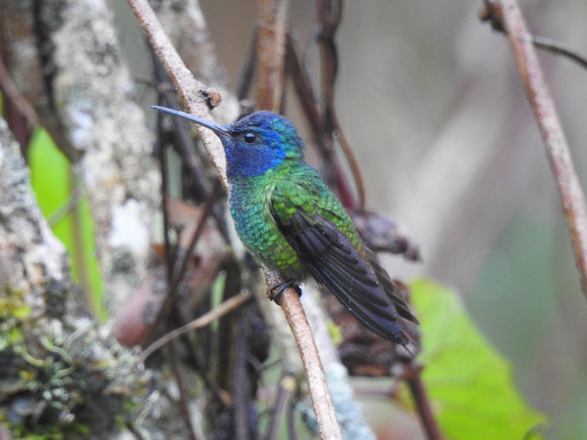 Golden-tailed Sapphire - ML631863464