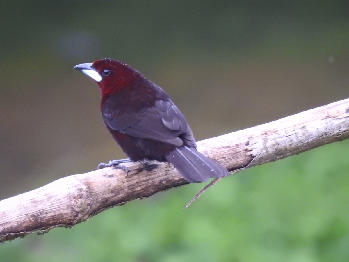 Silver-beaked Tanager - ML631863704