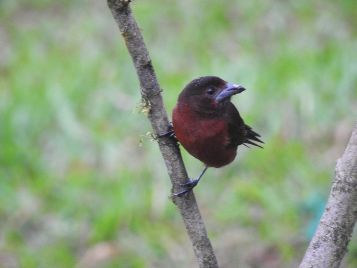 Silver-beaked Tanager - ML631863705