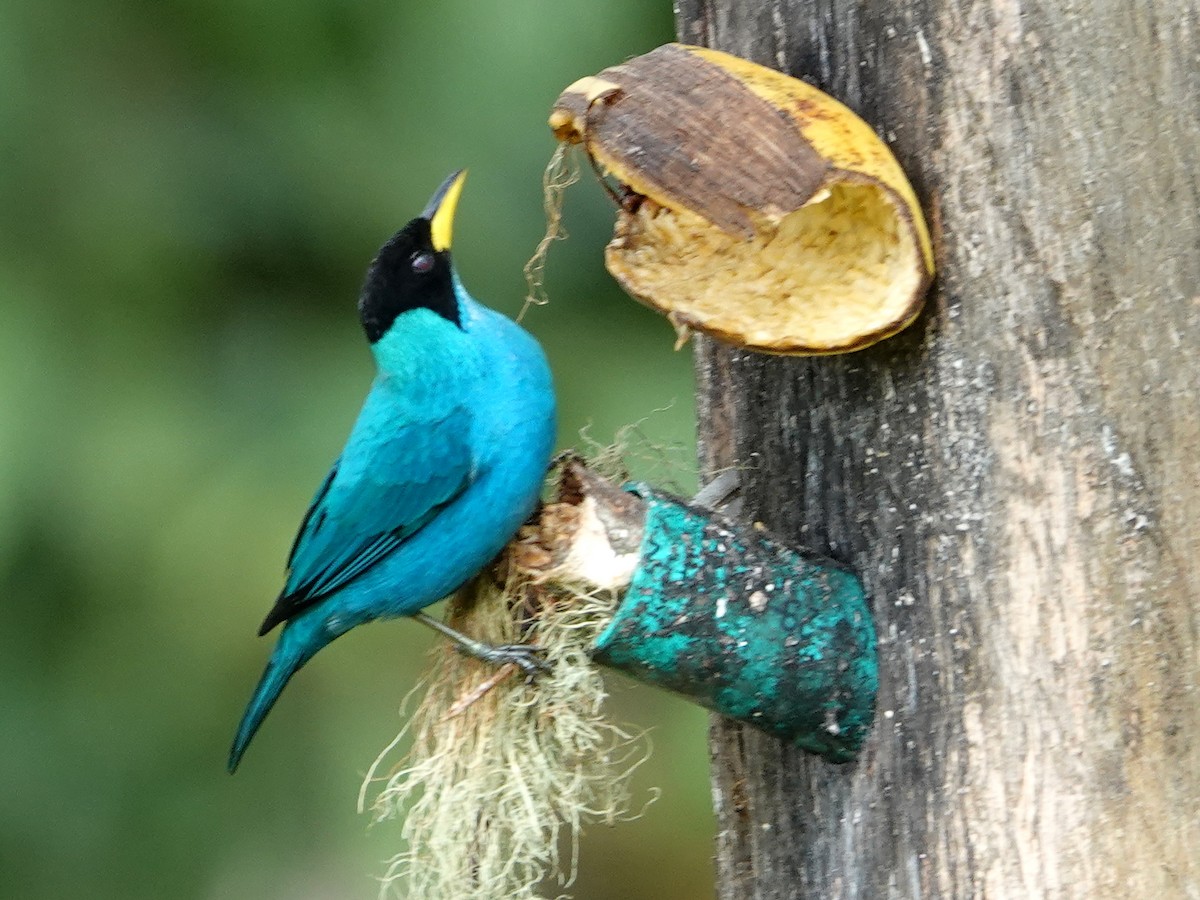 Green Honeycreeper - ML631863706