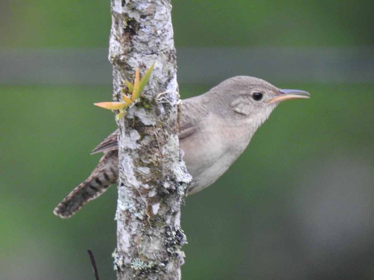 Southern House Wren - ML631863792