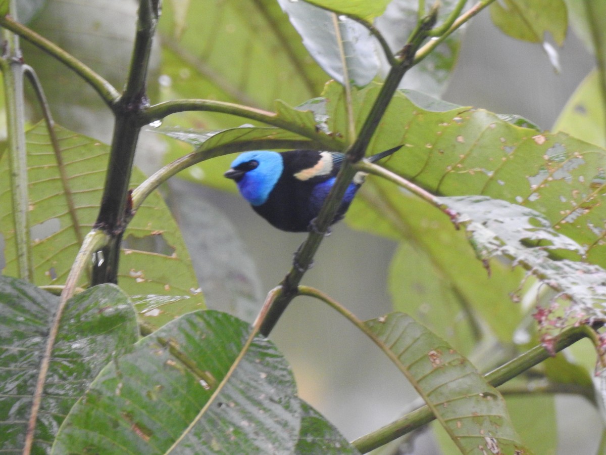Blue-necked Tanager - ML631863890