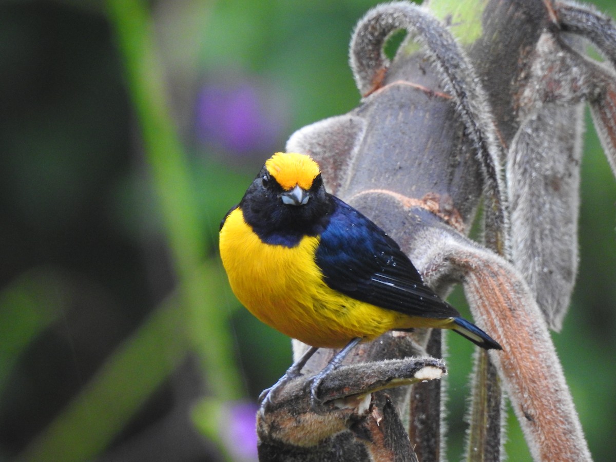 Orange-bellied Euphonia - ML631863933