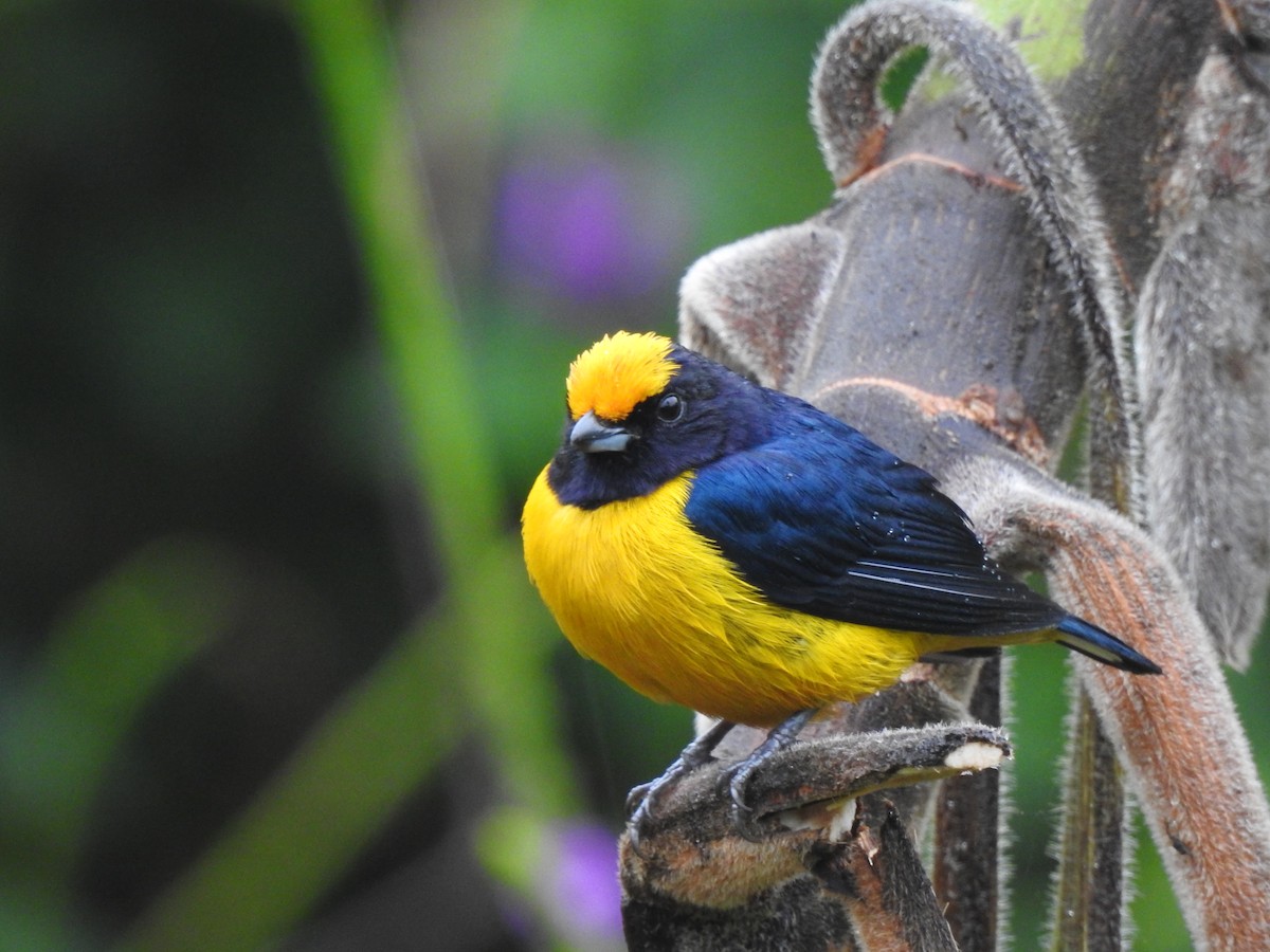 Orange-bellied Euphonia - ML631863934