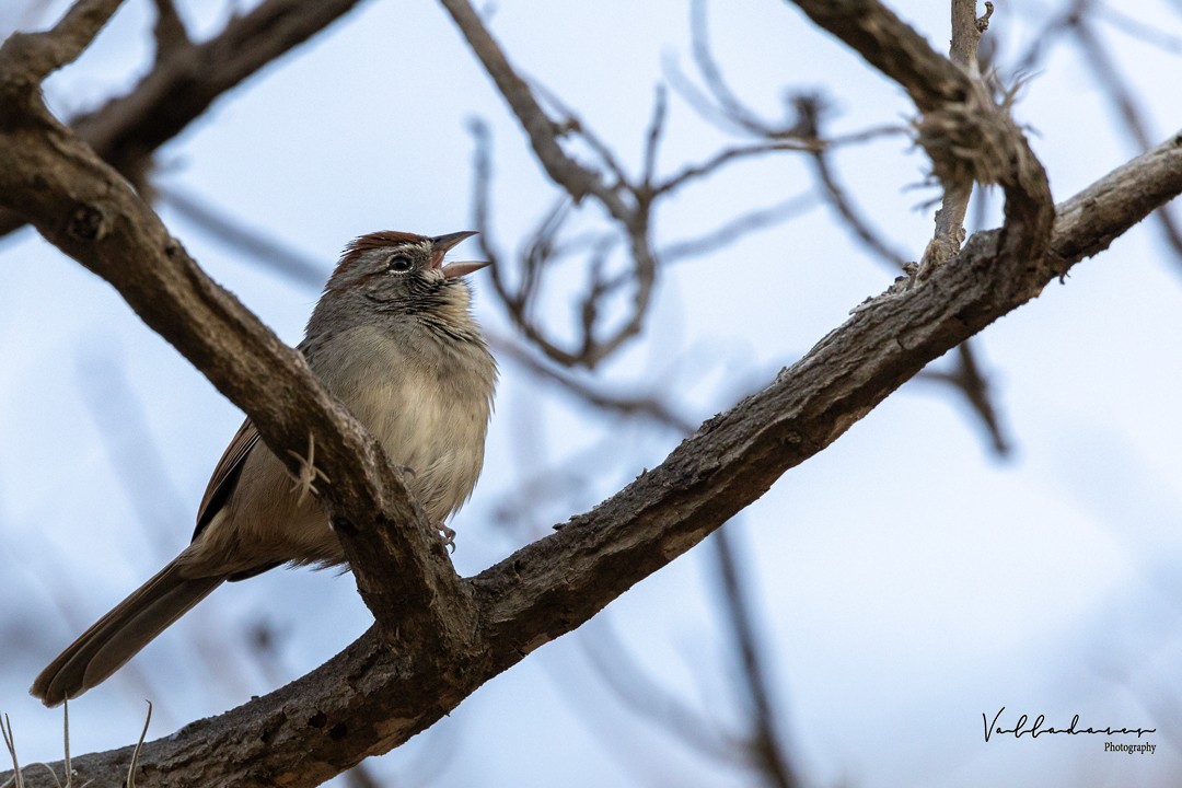 Rufous-crowned Sparrow - ML631864116