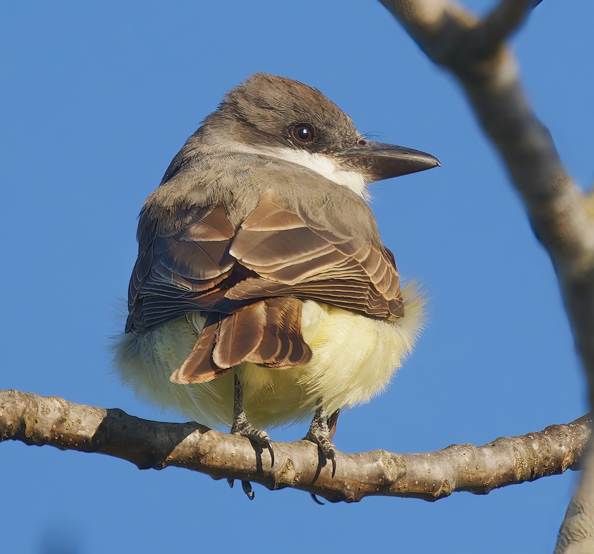 Thick-billed Kingbird - ML631864140