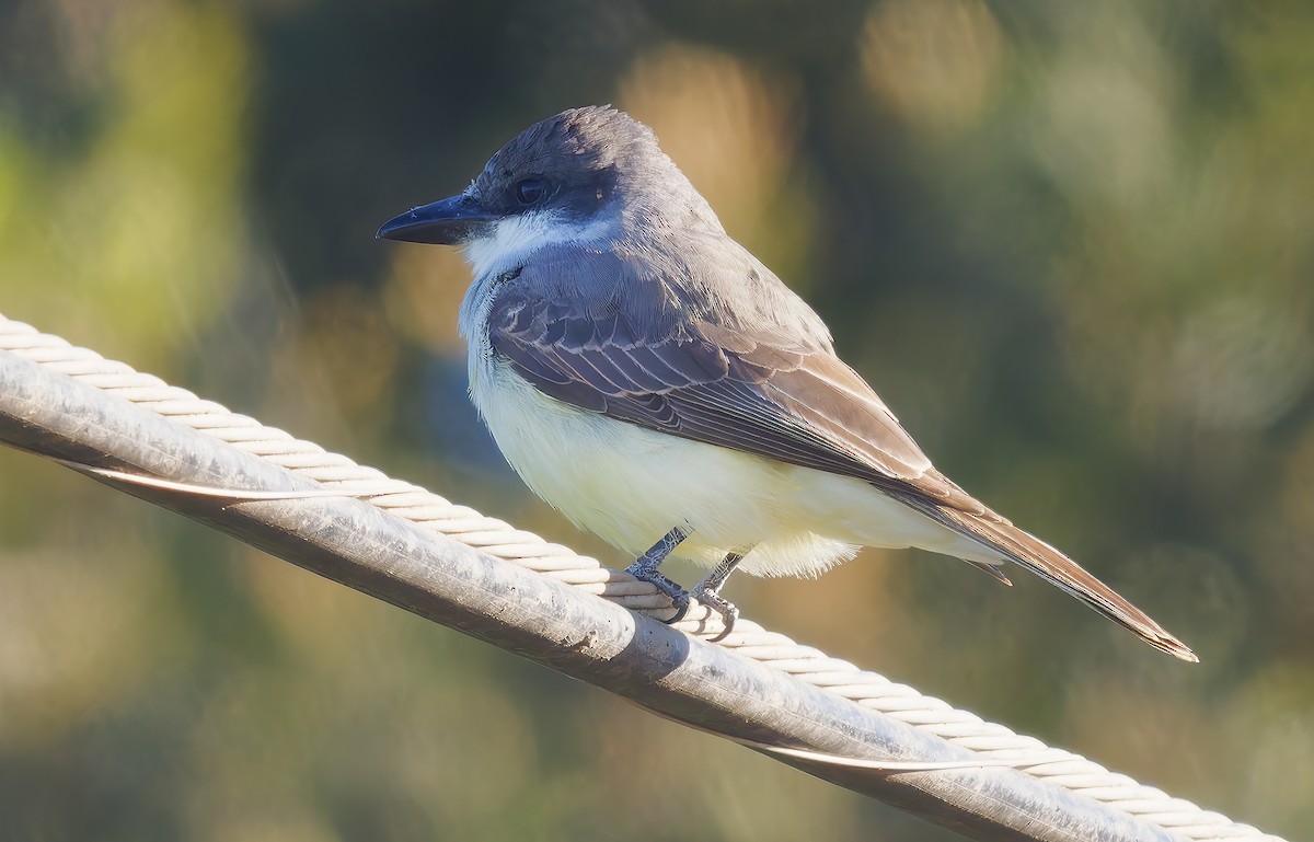 Thick-billed Kingbird - ML631864142