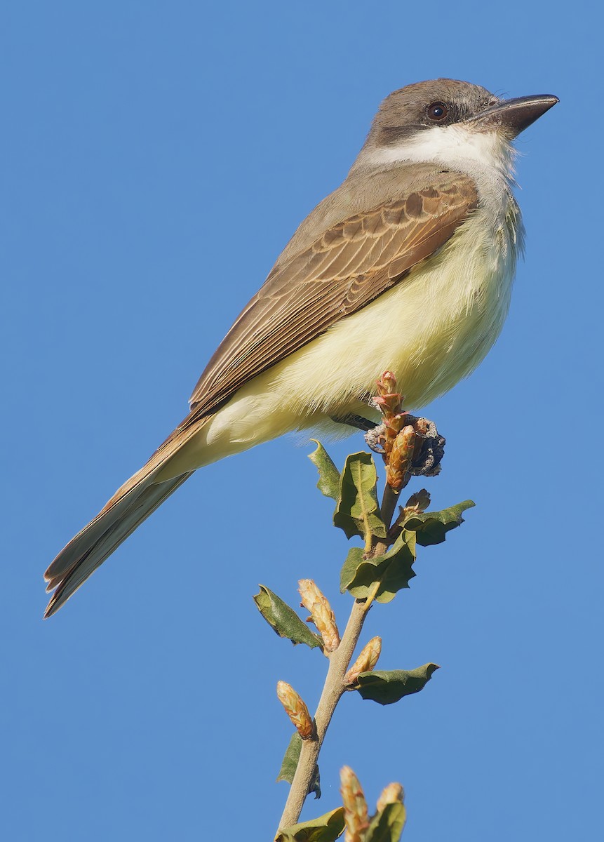 Thick-billed Kingbird - ML631864162