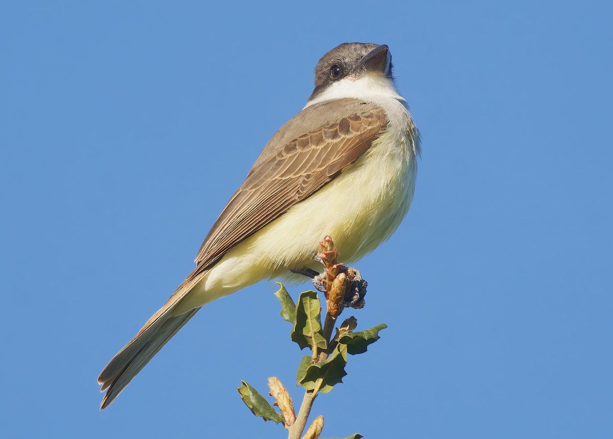 Thick-billed Kingbird - ML631864163