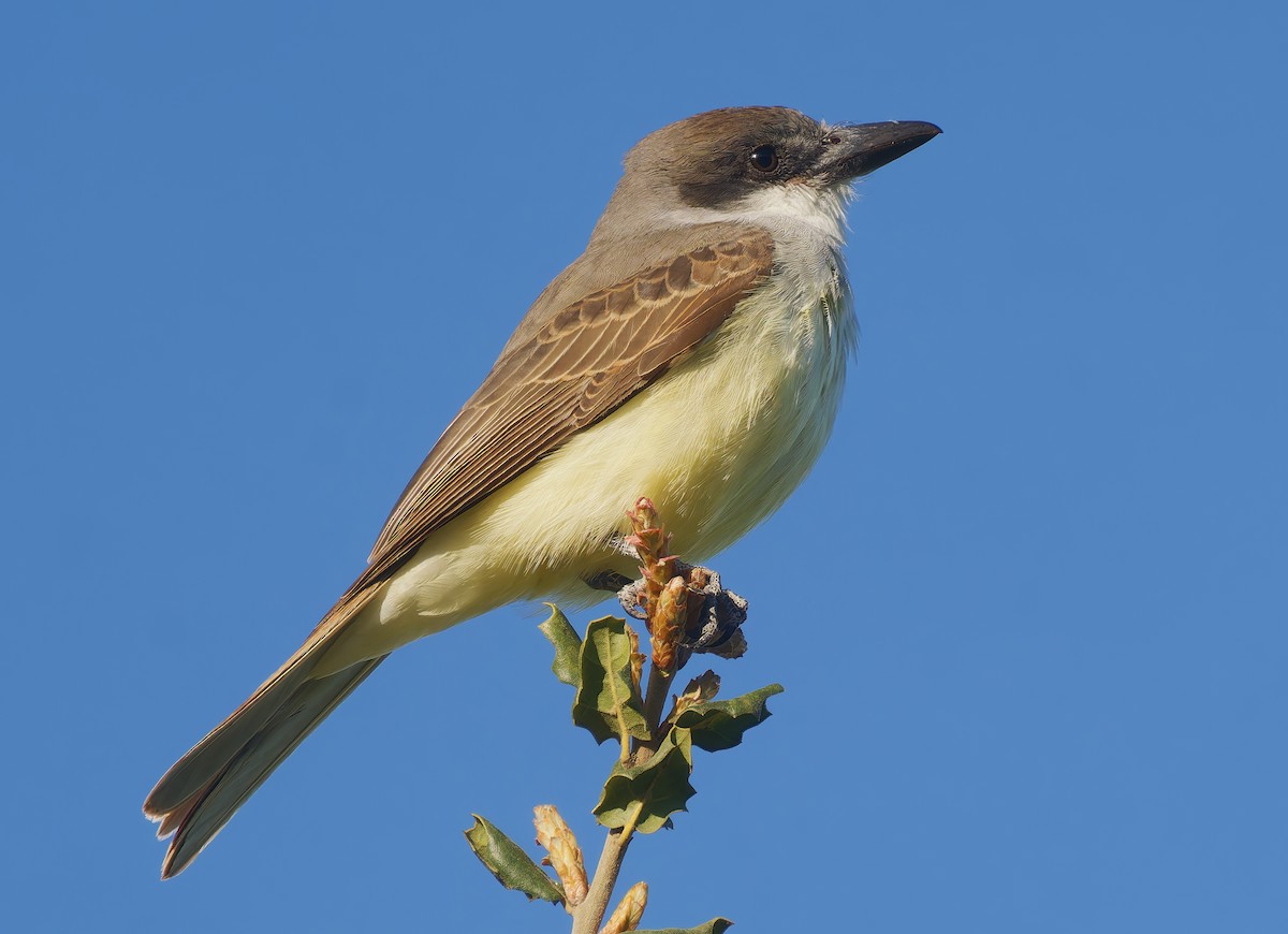 Thick-billed Kingbird - ML631864165