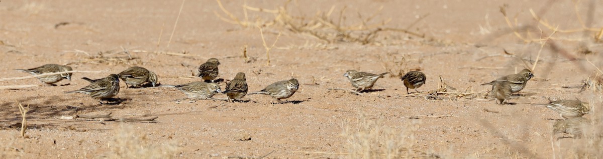 Lark Bunting - ML631864206