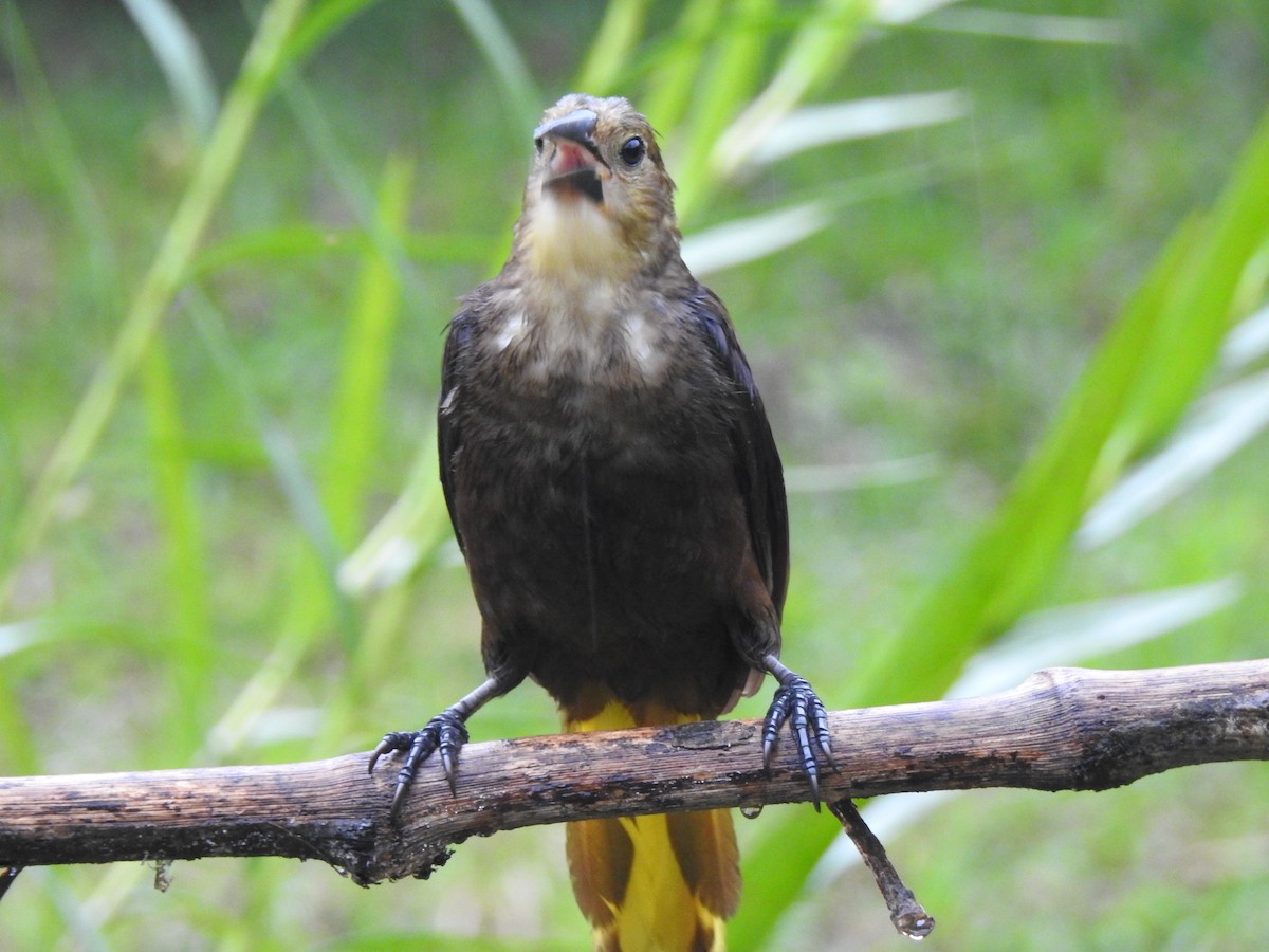 Russet-backed Oropendola (Russet-backed) - ML631864223