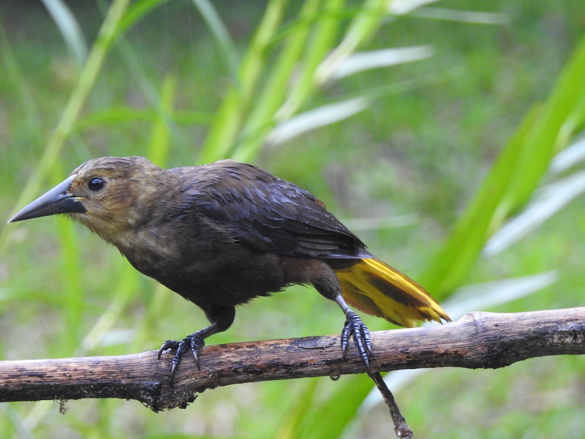 Russet-backed Oropendola (Russet-backed) - ML631864224