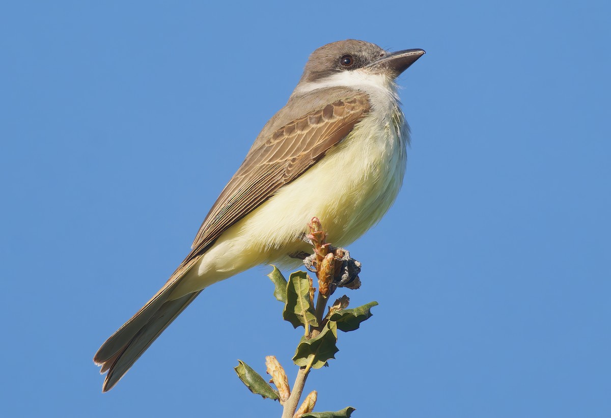 Thick-billed Kingbird - ML631864243
