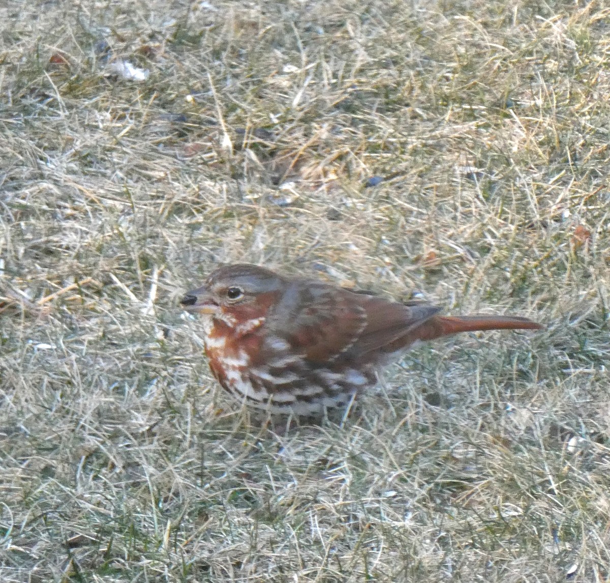 Fox Sparrow - ML631864298