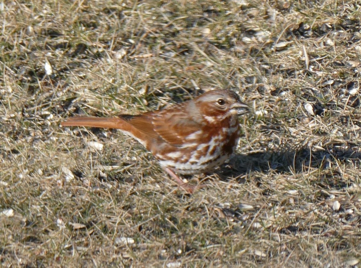 Fox Sparrow - ML631864300